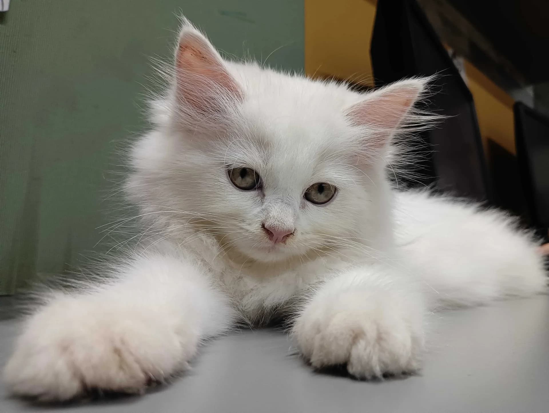 Head of Purr-spective