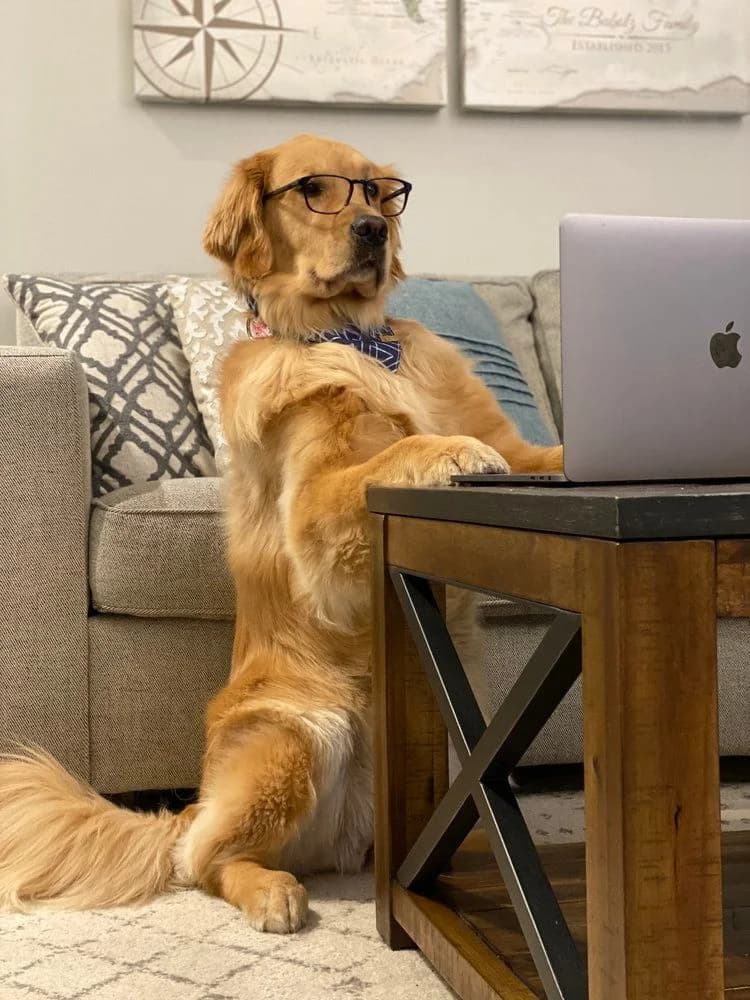 Director of Pawsitivity